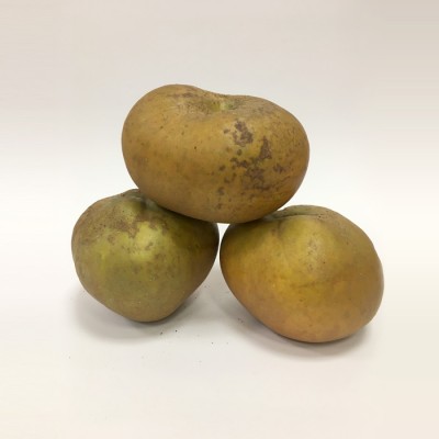 MACA REINETA