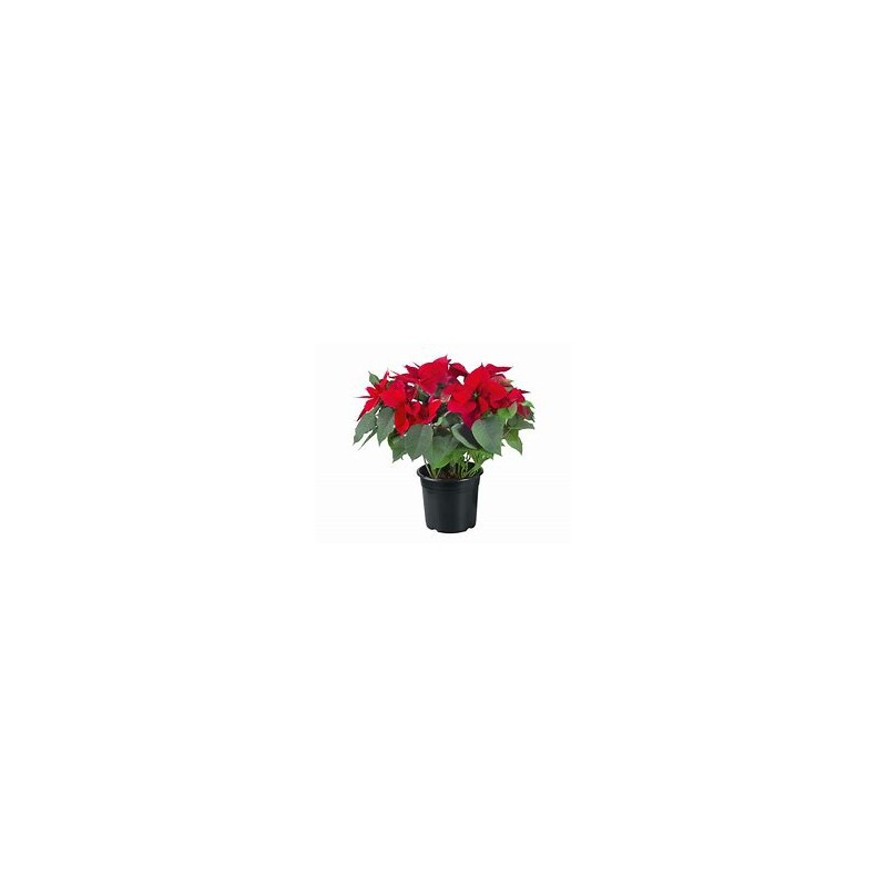 ESTRELA DE NATAL - POINSETTIA