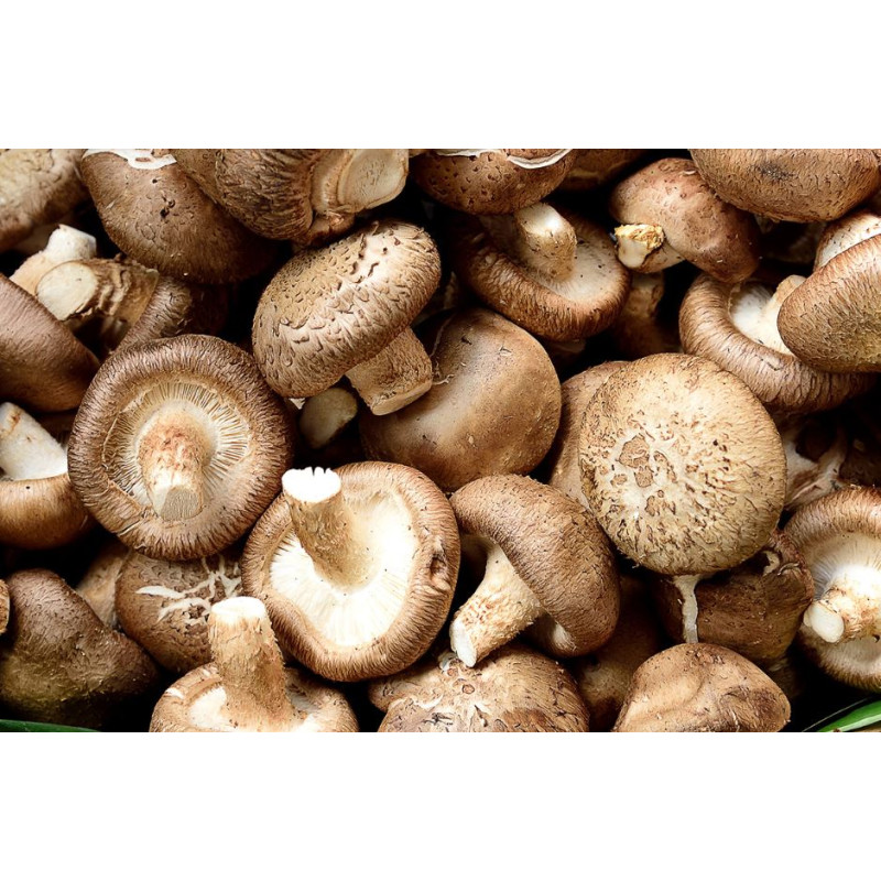 COGUMELO SHIITAKE - 200 GRS