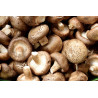 COGUMELO SHIITAKE - 200 GRS