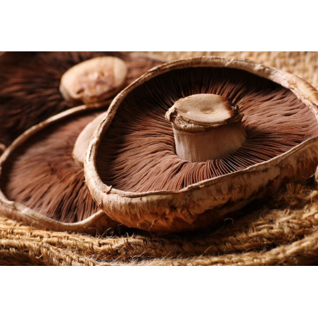 COGUMELOS PORTOBELLO - 250 GRS