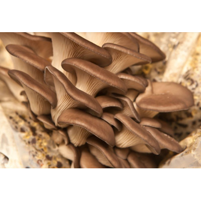 COGUMELO PLEROTUS REPOLGA -...