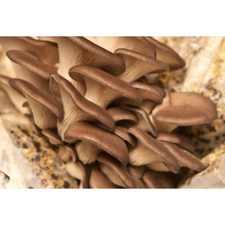 COGUMELO PLEROTUS REPOLGA - 200 GRS