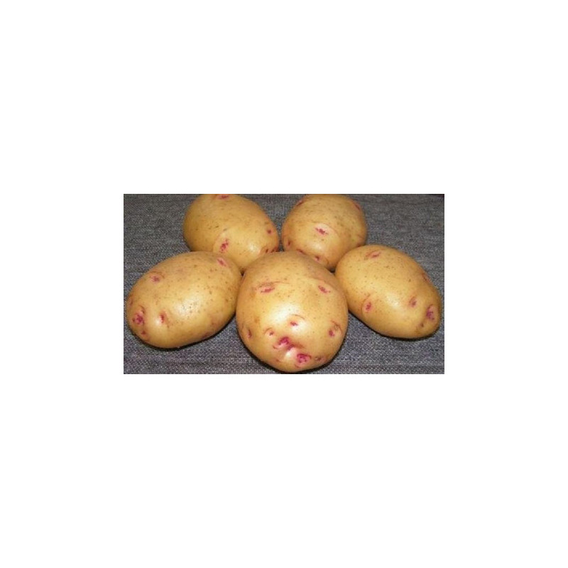 BATATA PICASSO (OLHO DE PERDIZ) - SACO 20 KGS