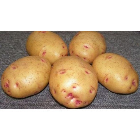 BATATA PICASSO (OLHO DE PERDIZ) - SACO 20 KGS