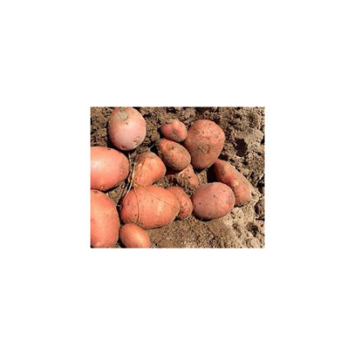 BATATA VERMELHA NOVA  - KG