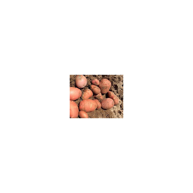 BATATA VERMELHA NOVA  - KG