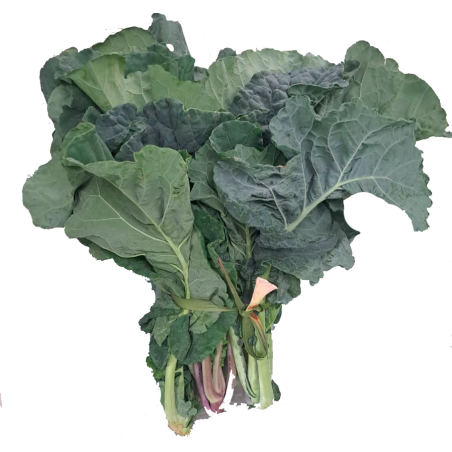 COUVE GALEGA - MOLHO