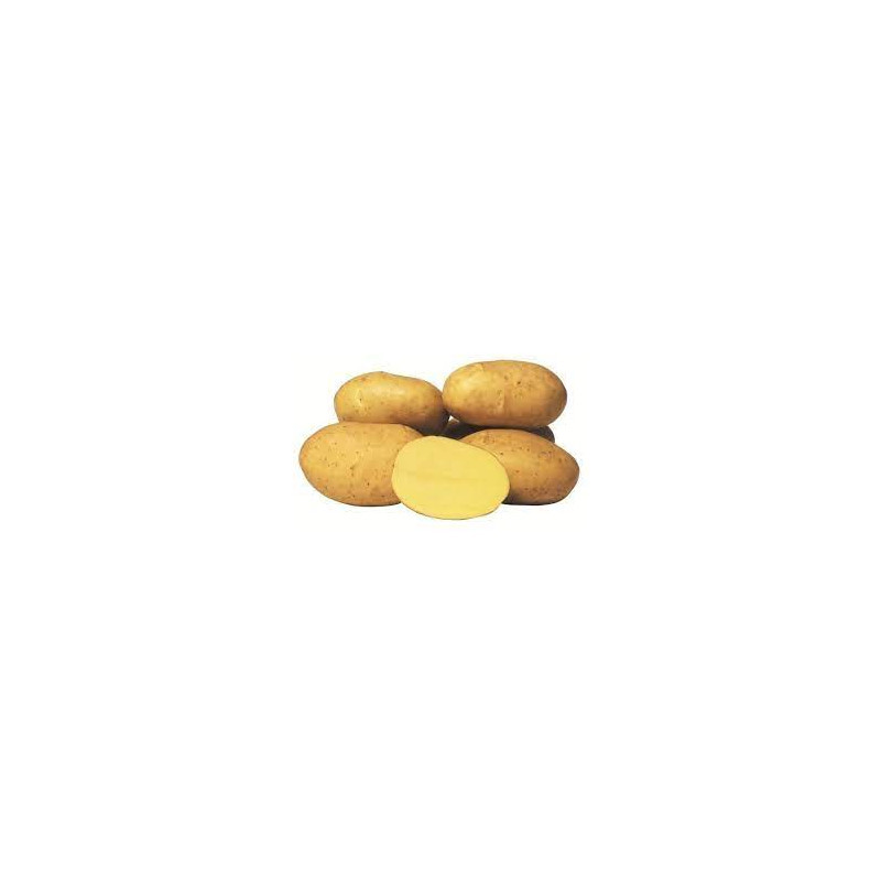 BATATA CONSUMO AGRIA - SACO 7 KGS
