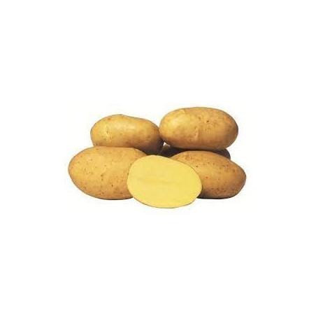 BATATA CONSUMO AGRIA - SACO 7 KGS