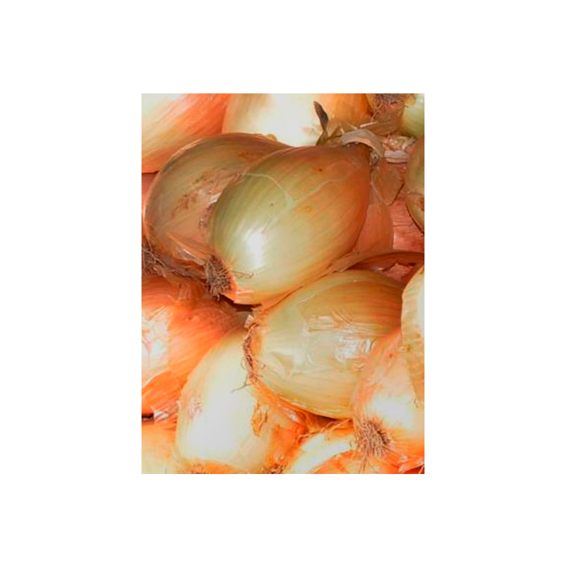 CEBOLA  GARRAFAL KG
