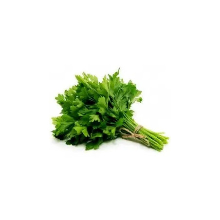 SALSA AO MOLHO