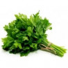 SALSA AO MOLHO